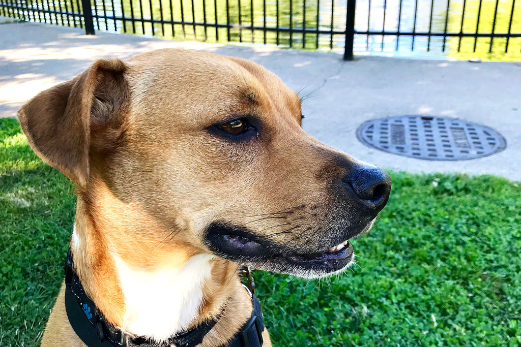 Pup of the Month: Meet Amos