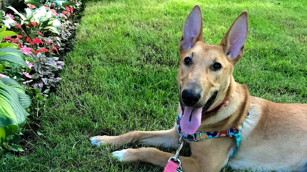 Pup of the Month: Meet Calzone