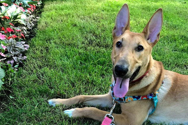 Pup of the Month: Meet Calzone