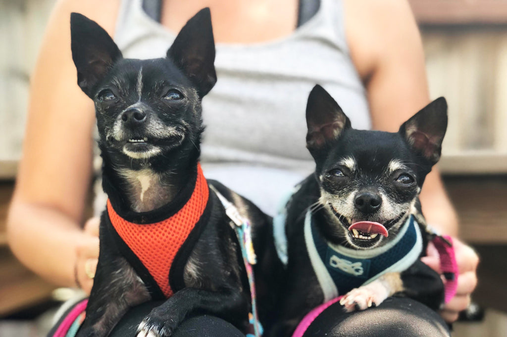 Pup of the Month: Meet Sassy & Oscar